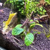 گیاه پلنت انوبیاس|ماهی|تهران, منیریه|دیوار