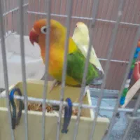 طوطی برزیلی|پرنده|اردبیل, |دیوار