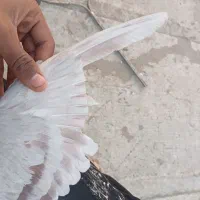 دوتا کبوتر تهرانی|پرنده|پاکدشت, پاکدشت (مامازند)|دیوار