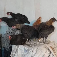 مرغ و خروس گلین|حیوانات مزرعه|شیراز, دینکان|دیوار