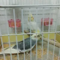 عروس هلندی سخنگو رنگ خاکی