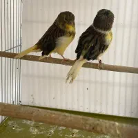 تعدادی گلستر اورجینال و رسمی بلند|پرنده|اندیشه, شهرک کوثر|دیوار