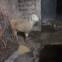 یک راس برا قربانی قیمت شیش میلیونو هشصد