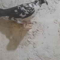 کبوتر بزک سینه سفید