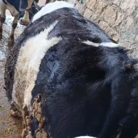 گوساله