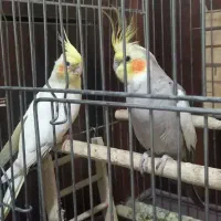 یک جفت عروس هلندی مولد به همراه قفس و وسایل