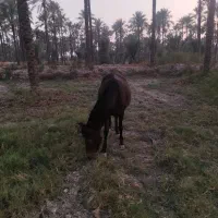 اسب مادیون|اسب و تجهیزات اسبسواری|برازجان, |دیوار