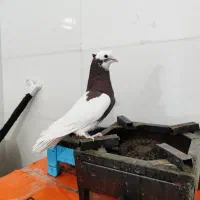 کبوتر طوقی نر|پرنده|فسا, |دیوار