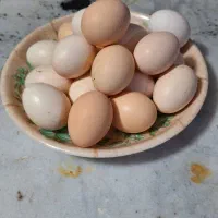 تخم مرغ محلی نطفه دار***