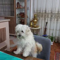 فروش|سگ|آذرشهر, |دیوار