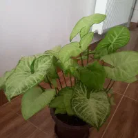 گل های طبیعی