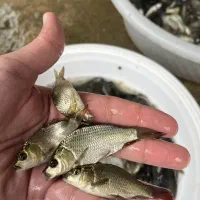 آمورو کپور|ماهی|مشگین شهر, |دیوار