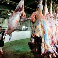 گوسفند قزوین دشت بره