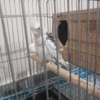 پرنده عروس هلندی|پرنده|کرج, گلدشت|دیوار