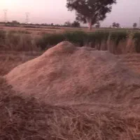 کاه گندم تازه درجه یک به شرط
