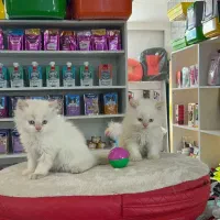 پرشین ردپوینت