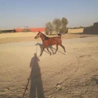 کره الماس انسیاتور