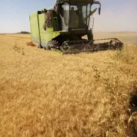 فروش گندم بوجاری شده