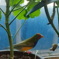 فنج گلدین|پرنده|اردبیل, |دیوار