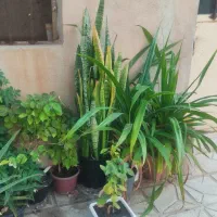 گل و گیاه آپارتمانی|گل و گیاه طبیعی|سبزوار, زینبیه|دیوار