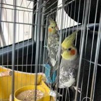 جفت عروس هلندی