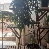 استندوگل