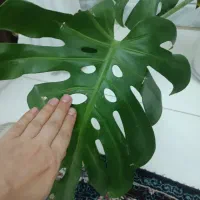 گل برگ انجیری ودیفن|گل و گیاه طبیعی|شیراز, منطقه هوایی شهید دوران|دیوار