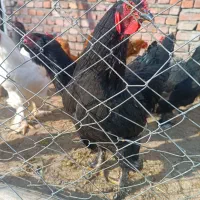 خروس برای کشتار|حیوانات مزرعه|میانه, |دیوار