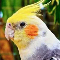 عروس‌هلندی نر بالغ آماده‌جفت*قناری سهره‌خاکی
