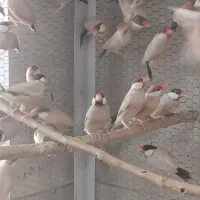 فروش ۴۰جفت فنج نرگسی شکلاتی|پرنده|ری, صالح آباد جنوبی (باغ رضوان)|دیوار