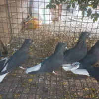 کبوتر سیاه دم سفید|پرنده|بهبهان, |دیوار