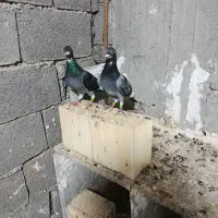 یک جفت کبوتر