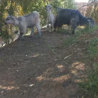 چندراس بزداشتی