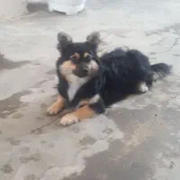 سگ پامر موبلند