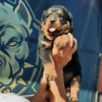 ۳نژاد سگ محافظ و گارد روتوایلر دوبرمن ژرمن|سگ|تهران, جنت‌آباد جنوبی|دیوار