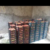 خریدار سبد درحد نو هلو