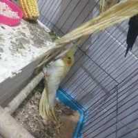 یک جفت عروس هلندی،۳جوجه دوماه ویکجفت مرغ عشق سفید|پرنده|آبادان, |دیوار