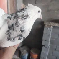 کبوتر طوقی خالدار