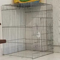 قفس عروس و طوطی