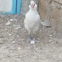 مرغ و خروس ریشی سفید چهل تاج