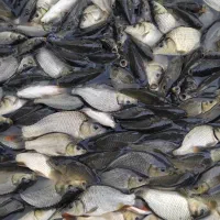 بچه ماهی کپور طلایی|ماهی|خرمآباد, |دیوار