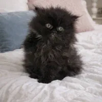 گربه اشرافی|گربه|ایلام, |دیوار