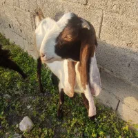 بز پاکستانی ماده