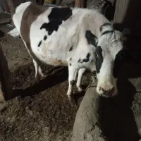 یک راس گوساله نر و گاو ابستن|حیوانات مزرعه|ماهنشان, |دیوار