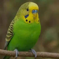 مرغ عشق رایگان فقط تماس پاسخگو هستم