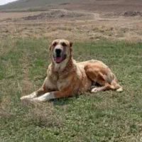 توله سگ 7ماهه نر|سگ|تربتحیدریه, کلاته توکلی|دیوار