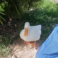 جفت اردک تخم گذار جوان