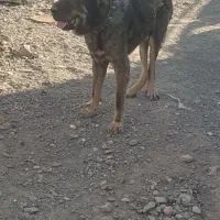 سگ سرابی