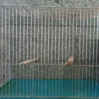 قفس با لونه|لوازم جانبی حیوانات|بومهن, |دیوار