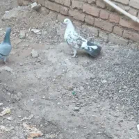 کبوتر گم شده|حیوانات|پارسآباد, |دیوار